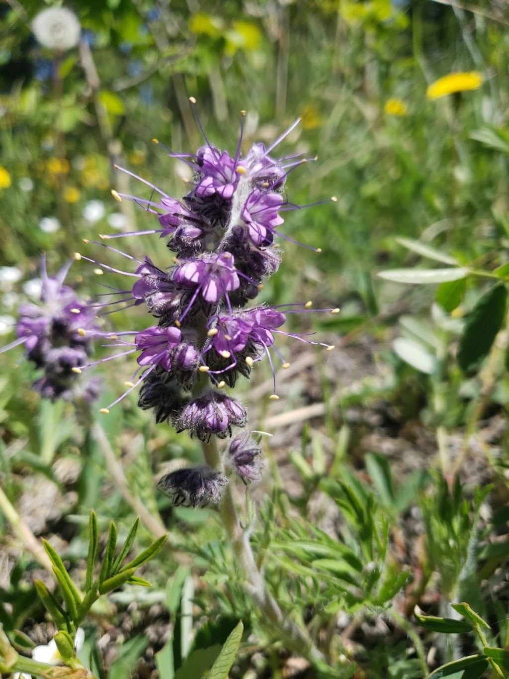 Sulphur Springs Trail | Sulphur Springs Trail, Bragg Creek, AB T0L 0K0, Canada