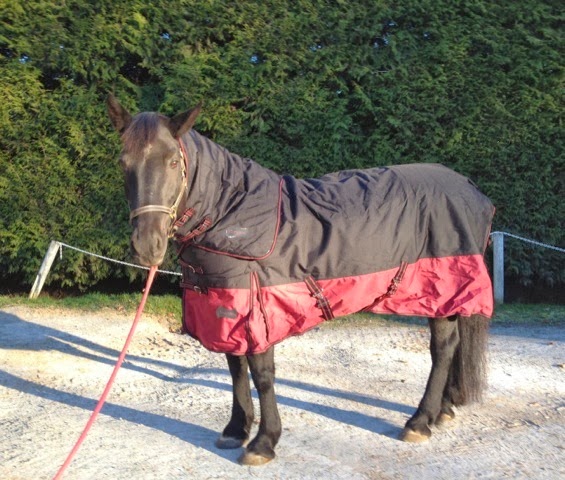 Champion Horse Blankets | 12044 McIntyre Ct, Maple Ridge, BC V2X 8M8, Canada | Phone: (778) 513-5870