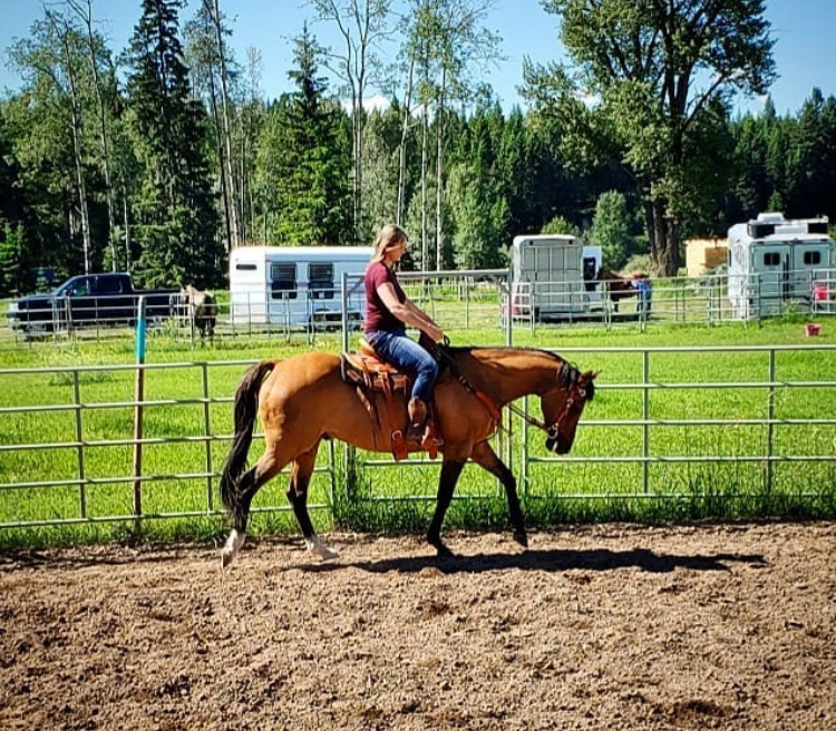 Freespirit Horsemanship | Hwy 3, BC-93, East Kootenay, BC V0B 1T0, Canada | Phone: (250) 417-6974