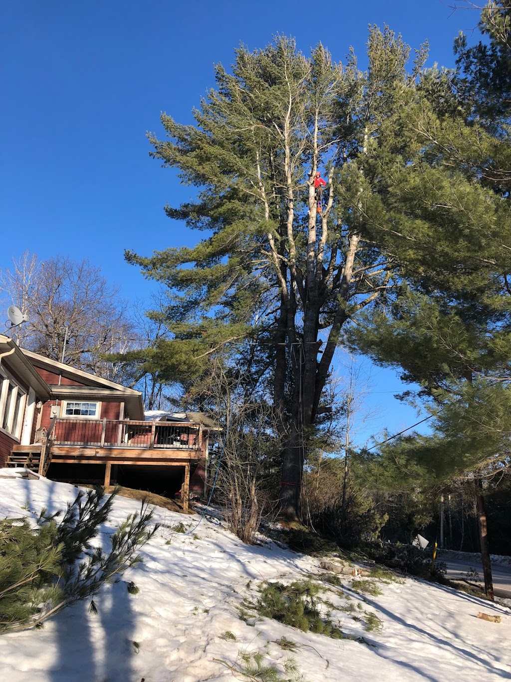 Haliburton Tree Care | 479 Mountain St, Haliburton, ON K0M 1S0, Canada | Phone: (705) 457-7199