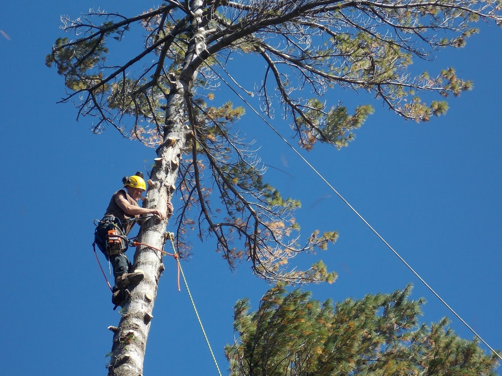 Muskoka Lakes Tree Service | 1124 Skeleton Lake 3 Rd, Utterson, ON P0B 1M0, Canada | Phone: (705) 641-9223