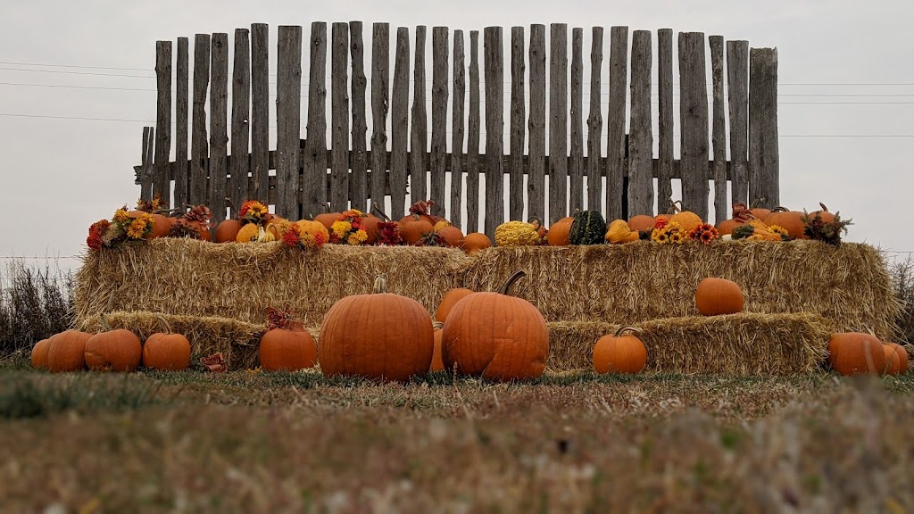 Molnars Pumpkin Festival | Range Rd 173, Barnwell, AB T0K 0B0, Canada | Phone: (403) 315-0728