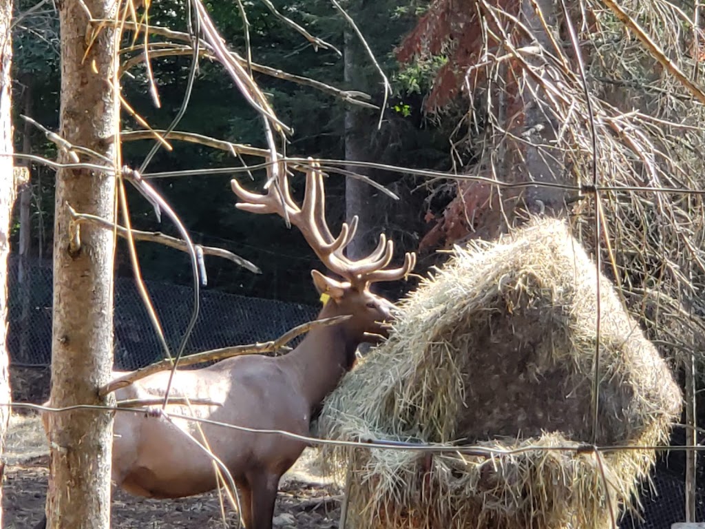 La Terre des Bisons | 6855 Chem. Parkinson, Rawdon, QC J0K 1S0, Canada | Phone: (450) 834-6718