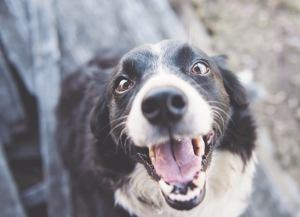 Evergreen Veterinary Dentistry Services | 735 Goldstream Ave Unit 133, Victoria, BC V9B 2X4, Canada | Phone: (778) 601-3898