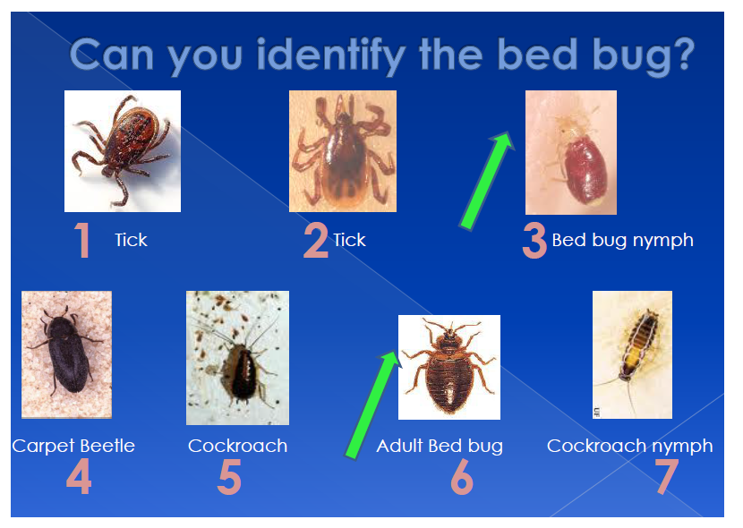 Bed Bugs Dead Bugs | 57 Patterson Ave, Scarborough, ON M1L 3Y1, Canada | Phone: (416) 824-6009