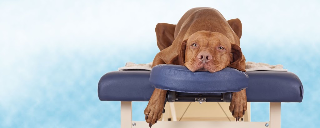 K9 Rehab Wellness Centre | 9537 Manzer St, Mission, BC V4S 1H1, Canada | Phone: (604) 435-0002