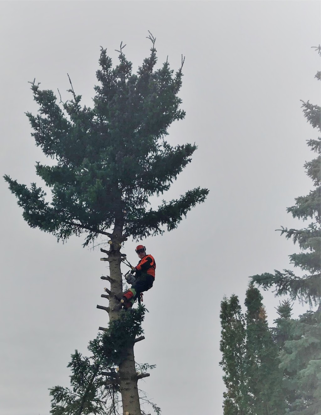 Robinson Lawn & Tree Maintenance | 1436 63 St NW, Edmonton, AB T6L 1X7, Canada | Phone: (780) 868-0135