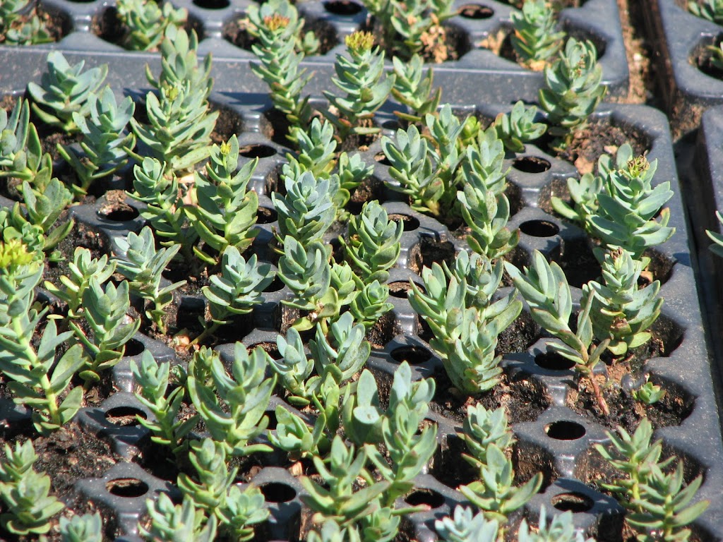 Rhodiola Growers of Canada | MOUNTAIN VIEW COUNTY RR 2 Site 14, Olds, AB T4H 1P3, Canada | Phone: (403) 650-7257