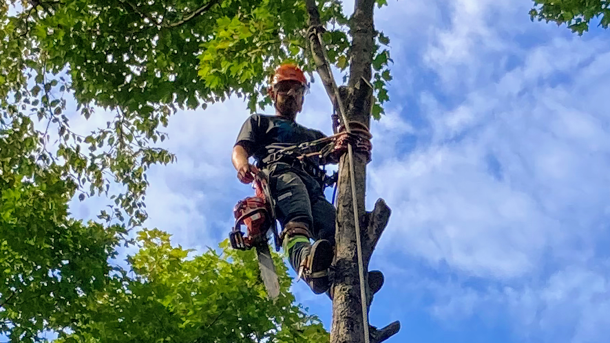 Schmeler Tree Removal and services | 369 Pickerel & Jack Lake Rd, Burks Falls, ON P0A 1C0, Canada | Phone: (705) 783-8247