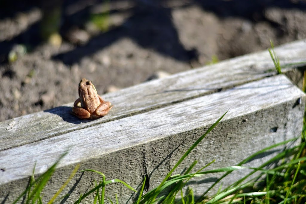 Runaway Creek Farm | 5 Chemin Thomson E, Arundel, QC J0T 1A0, Canada | Phone: (819) 687-3884