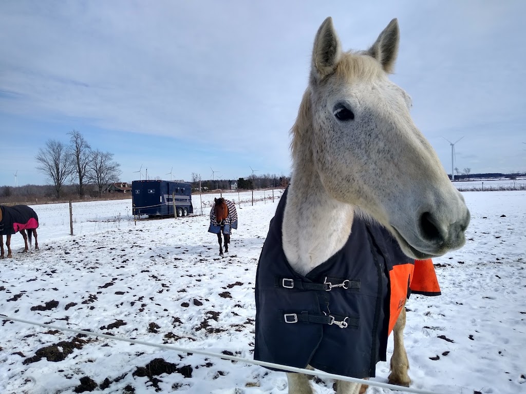 Rainbows End Equestrian | 268 Dickhout Rd, Lowbanks, ON N0A 1K0, Canada | Phone: (416) 888-1718