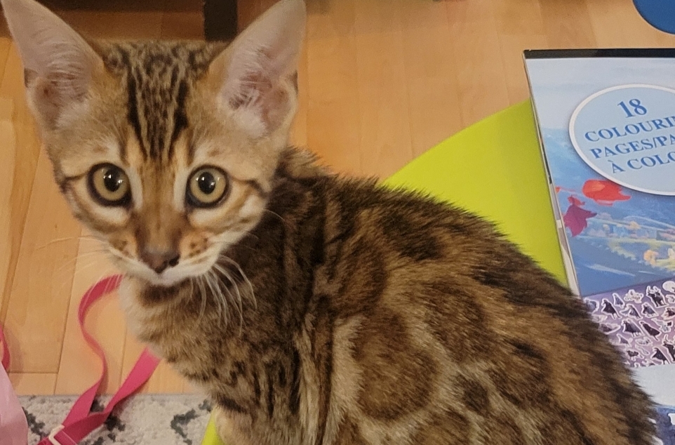 Chatterie Bengal Lanaudière | 939 Rue des Peupliers, Mascouche, QC J7L 1P9, Canada | Phone: (438) 491-4988