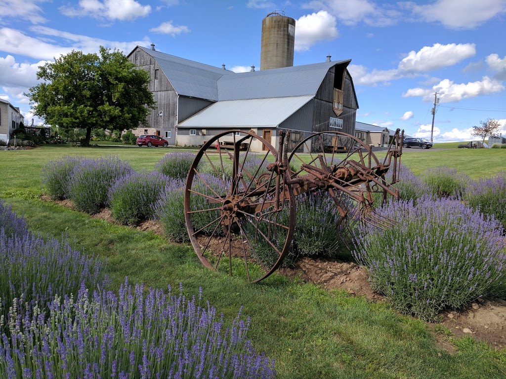 The Lavender Farm | 769 Drumbo Rd, Ayr, ON N0B 1E0, Canada | Phone: (519) 632-7368