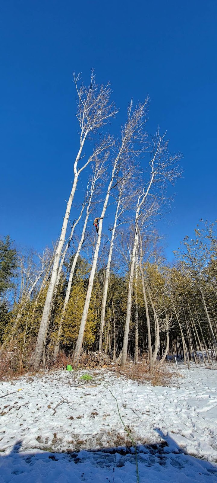 Lupenette Tree Service | 149 Lingham St, Belleville, ON K8N 3T3, Canada | Phone: (343) 645-6703