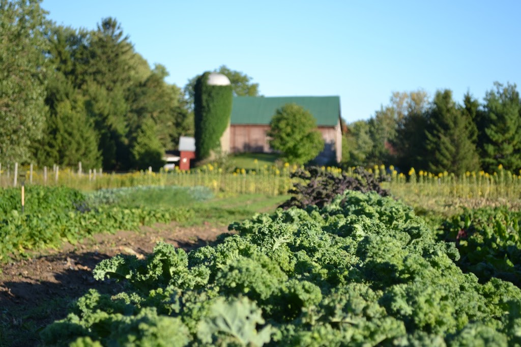 Salad Days Farm | 6794 6 Line, Belwood, ON N0B 1J0, Canada | Phone: (416) 770-1056