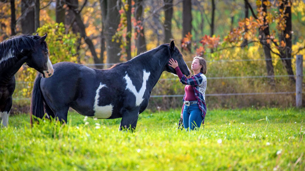 Signature Equestrian | 6833 Sideroad 33 & 34 Nottawasaga, Stayner, ON L0M 1S0, Canada | Phone: (705) 817-5988