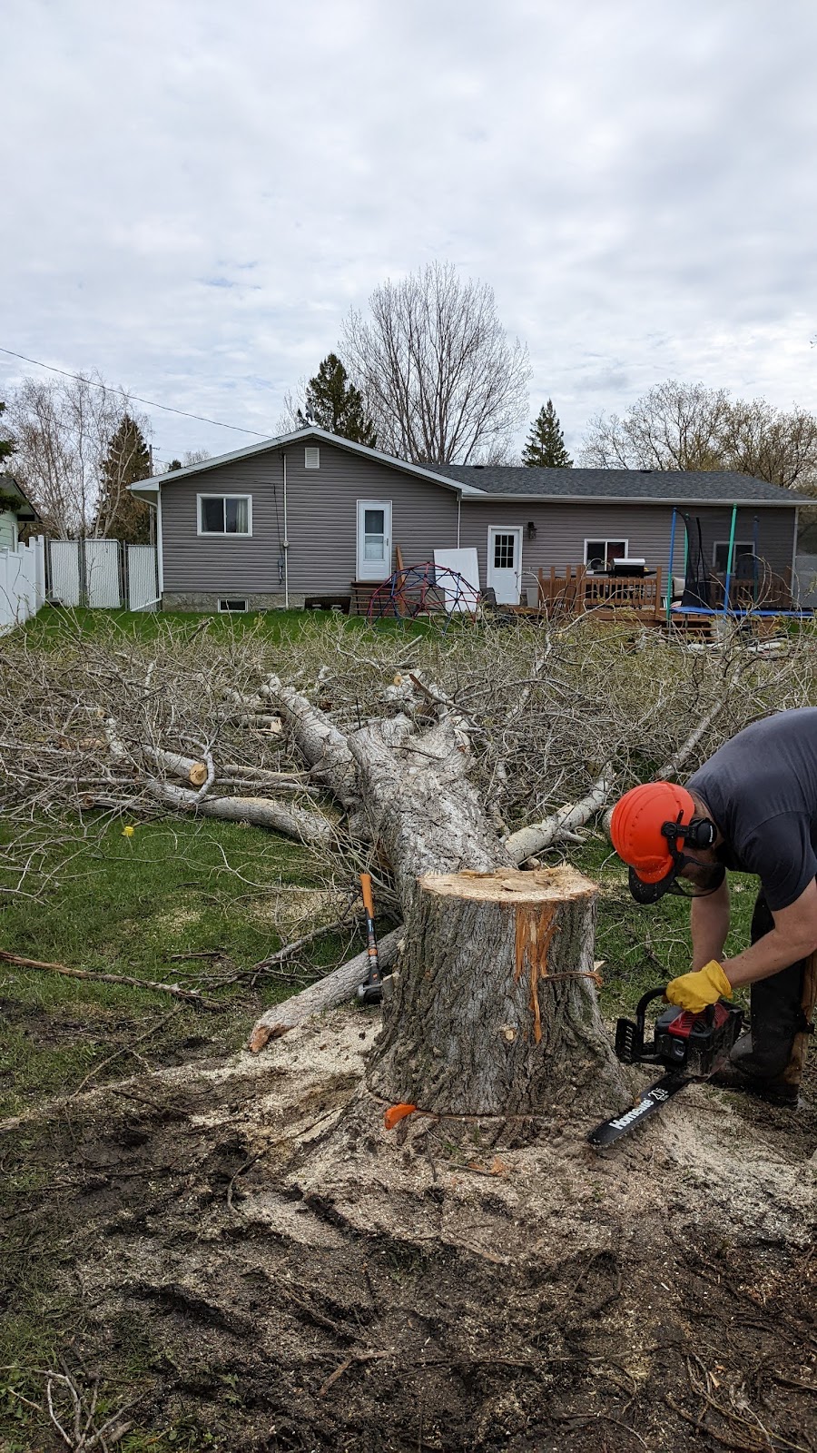 Penner Trees | 111 Tunis Bay, Winnipeg, MB R3T 2X2, Canada | Phone: (204) 294-5820