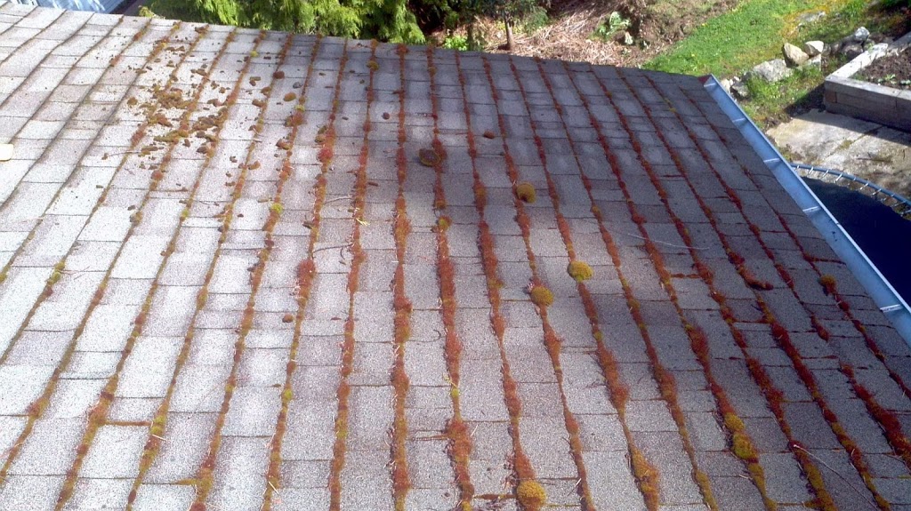 Ranger Industries Moss removal/ Roof Treatment | 923 Jenkins Ave, Victoria, BC V9B 2N8, Canada | Phone: (250) 661-2241