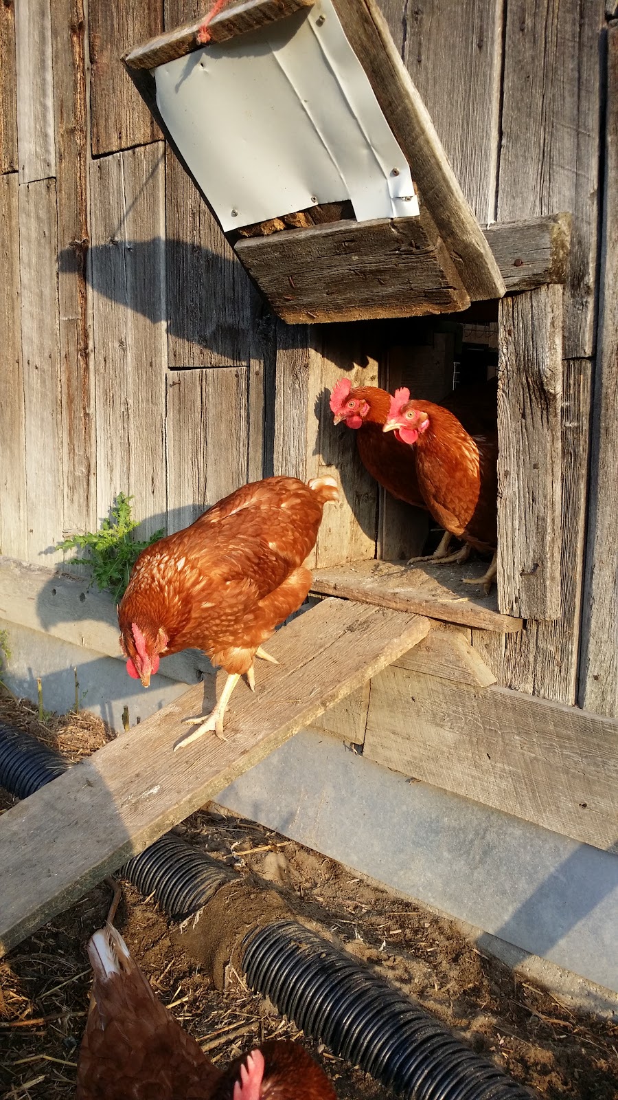 La Ferme des Trois-Ruisseaux | 4685 Boulevard du Parc-Industriel, Bécancour, QC G9H 3N3, Canada | Phone: (819) 297-2527