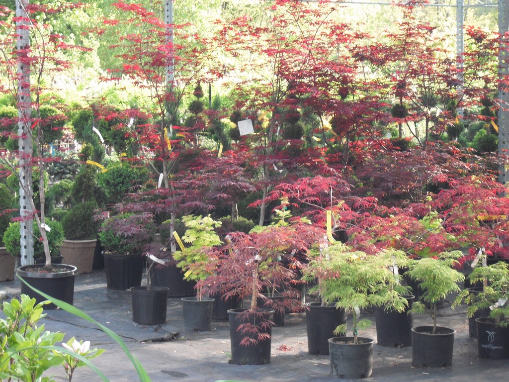 BLUE STAR NURSERY LTD. | 5056 Malden Rd, Windsor, ON N9E 3T9, Canada | Phone: (519) 966-5673