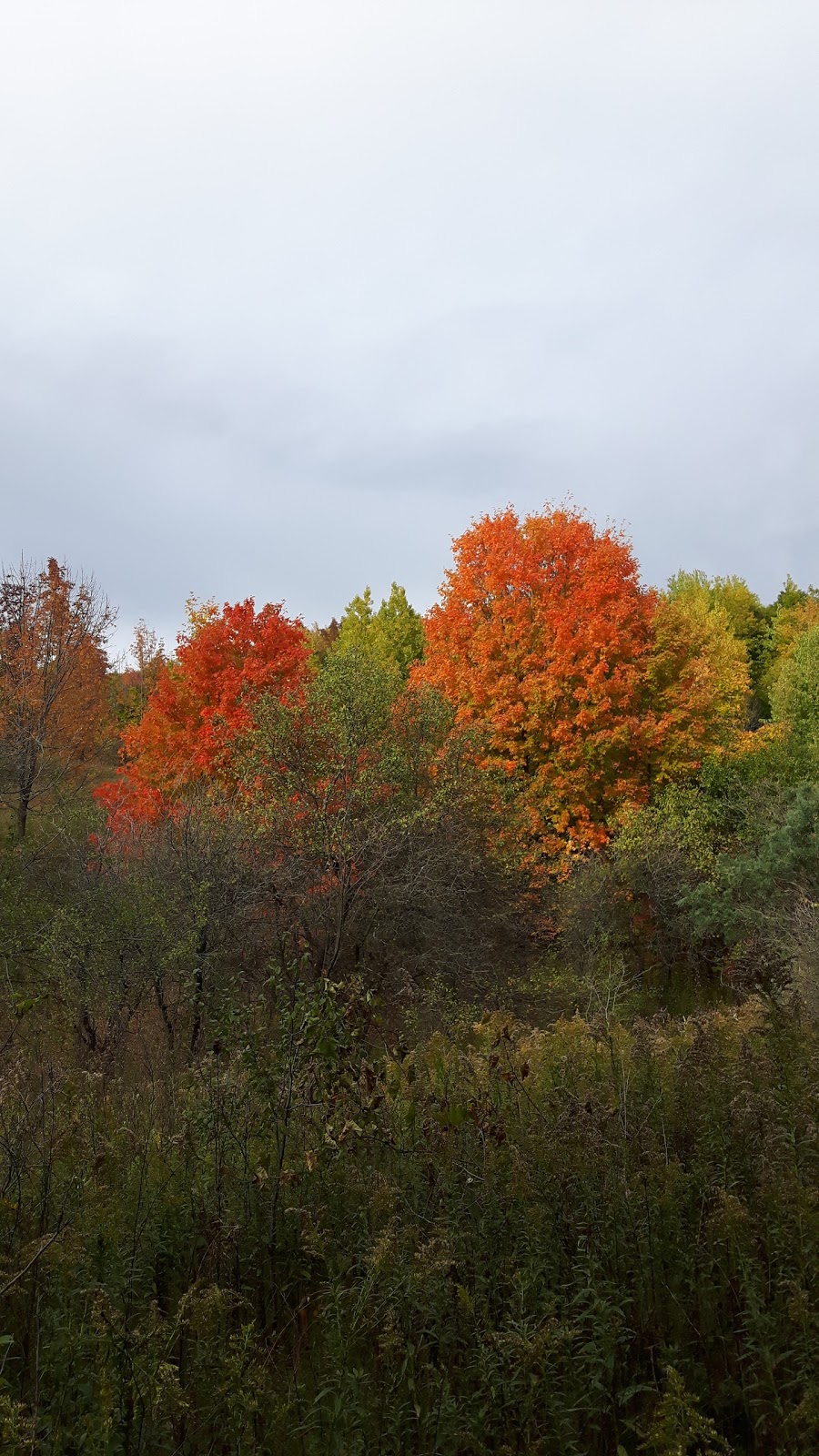 Glen Major Forest | Uxbridge, ON L0C, Canada