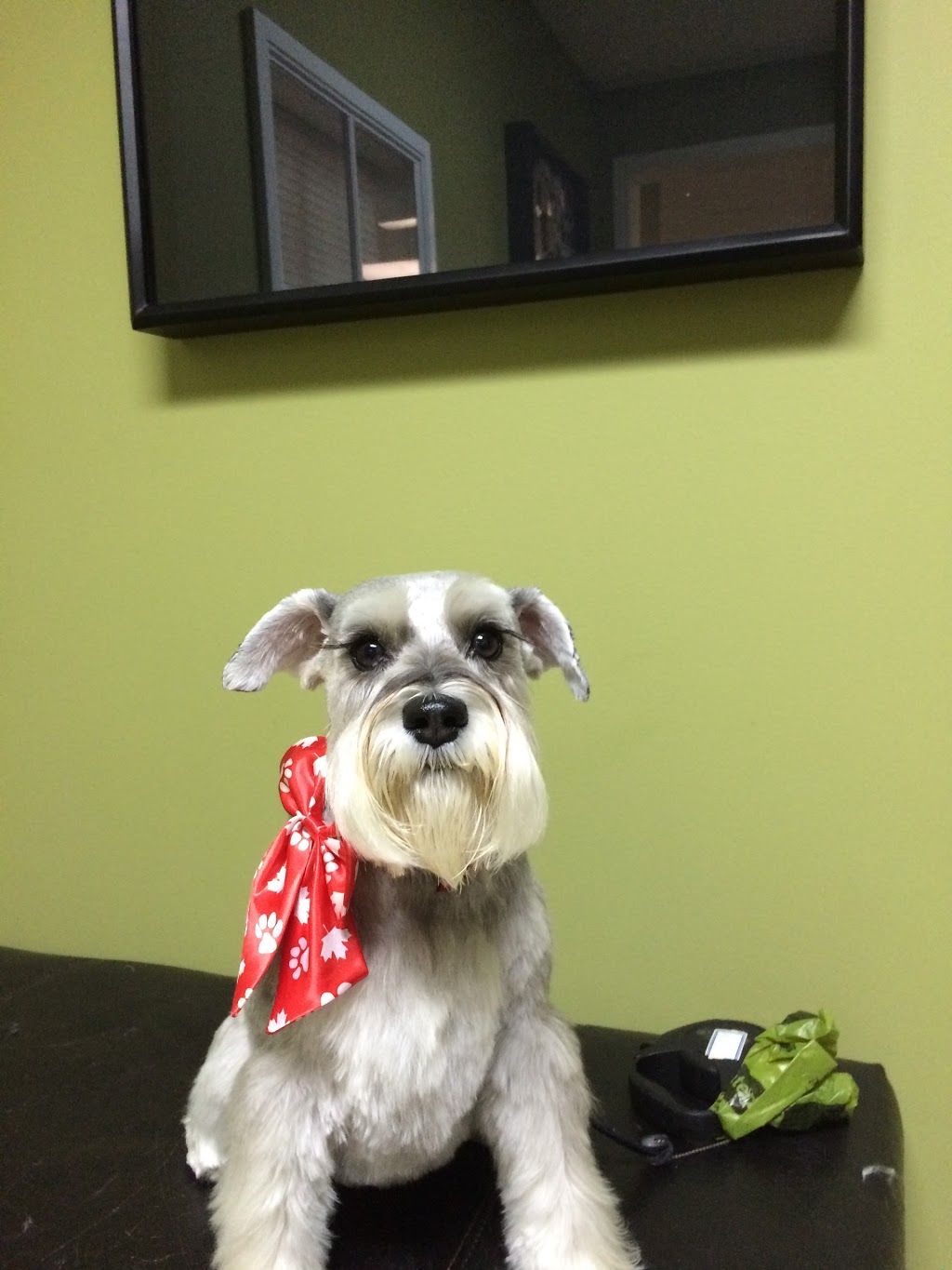 Durham Dog Grooming | 1627 Dundas St E, Whitby, ON L1N 2K9, Canada | Phone: (905) 728-3464