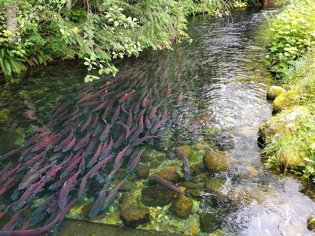 Chilliwack River Hatchery | 55205 Chilliwack Lake Rd, Chilliwack, BC V4Z 1A7, Canada | Phone: (604) 858-7227