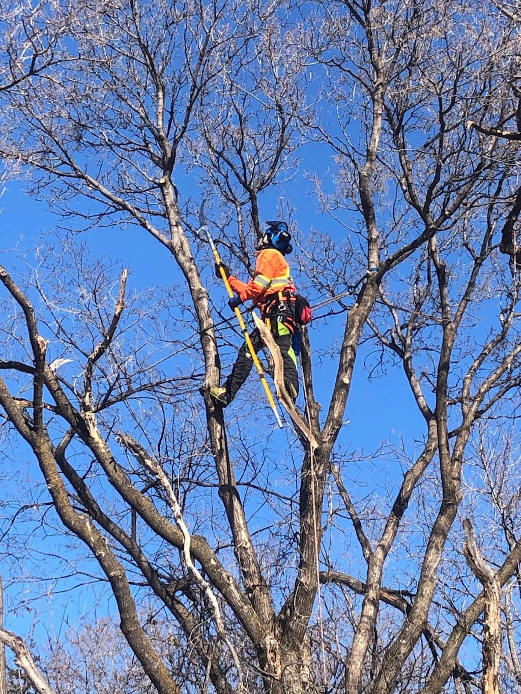 TNT Tree Service Ltd. | 81 Linacre Rd, Winnipeg, MB R3T 3G7, Canada | Phone: (204) 510-8514