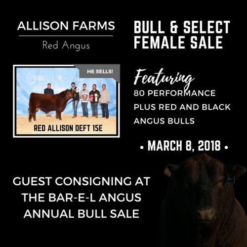 Allison Farms Angus | 22568 TWP 384, Delburne, AB T0M 0V0, Canada | Phone: (403) 350-6968