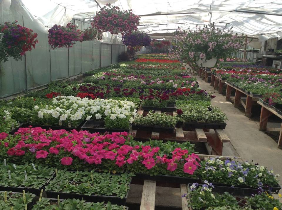 Shaughnessy Greenhouse | 5 St, Shaughnessy, AB T0K 2A0, Canada | Phone: (403) 381-4791