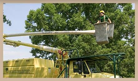 Bartlett Tree Experts | 1218 Rosewarne Dr, Bracebridge, ON P1L 0A1, Canada | Phone: (705) 646-8733