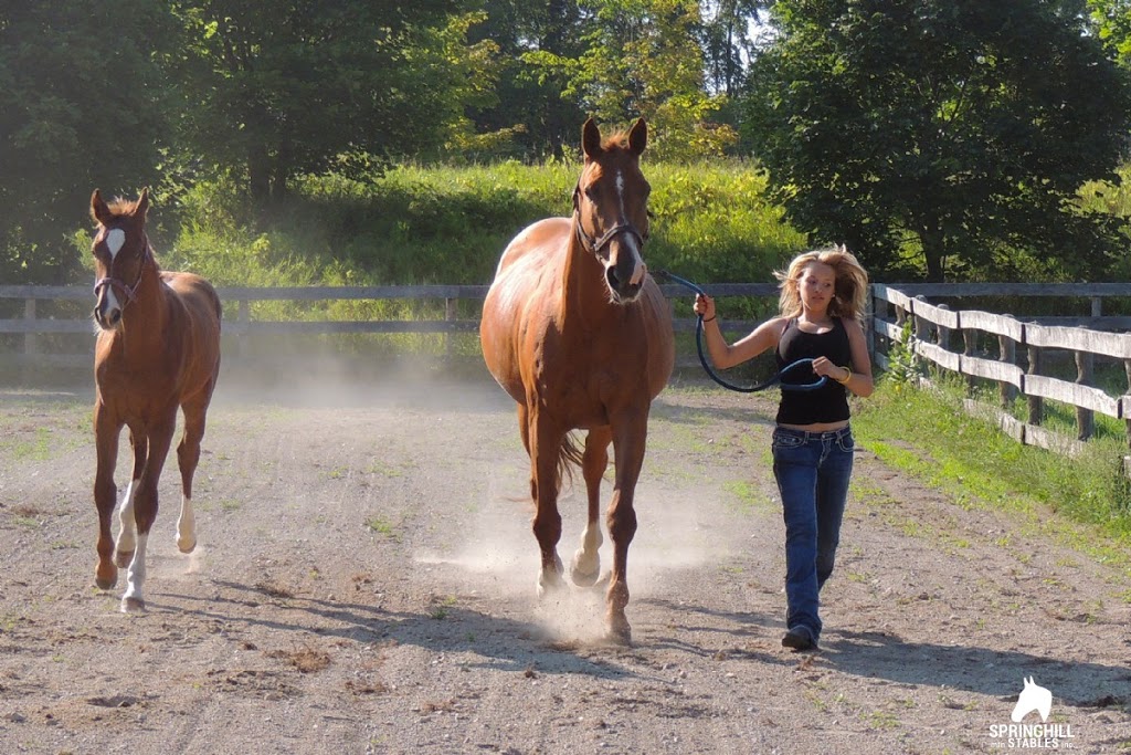 Springhill mtn Stables | 3079 Perth County Rd 180, Staffa, ON N0K 1Y0, Canada | Phone: (519) 345-2244