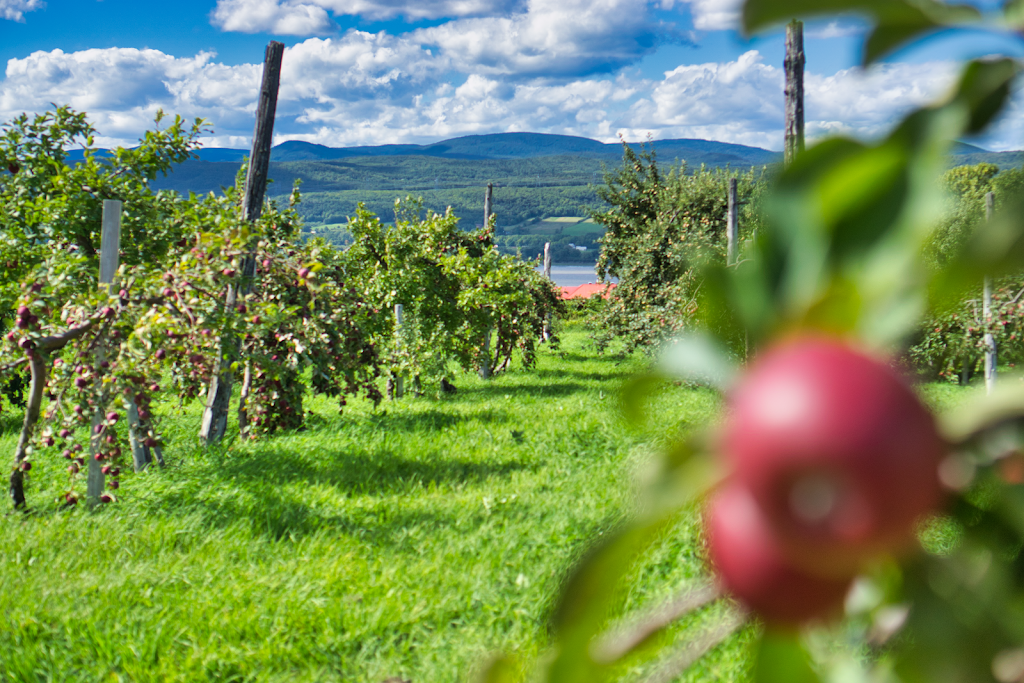 Domaine Sainte-Famille - Winery / Cidery / Orchard | 2388 Chem. Royal, Sainte-Famille, QC G0A 3P0, Canada | Phone: (418) 580-2195