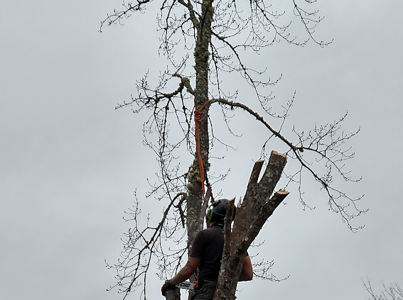 Rescyou Tree Service | 147 Walker Rd, Sackville, NB E4L 3K6, Canada | Phone: (519) 280-1937