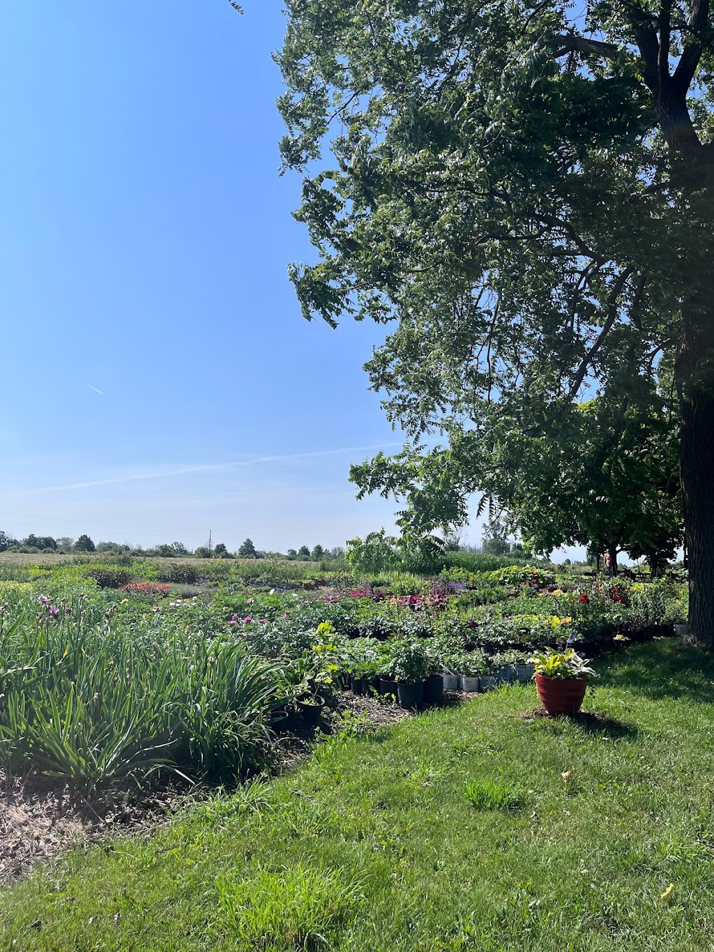 Bonibrae Day Lilies | 497 Matthie Rd, Bloomfield, ON K0K 1G0, Canada | Phone: (613) 393-2864