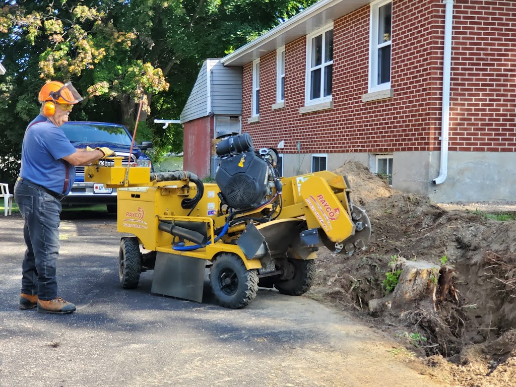 Mikes Tree & Stump Removal | 610 Elizabeth St, Pembroke, ON K8A 1X4, Canada | Phone: (613) 735-6941