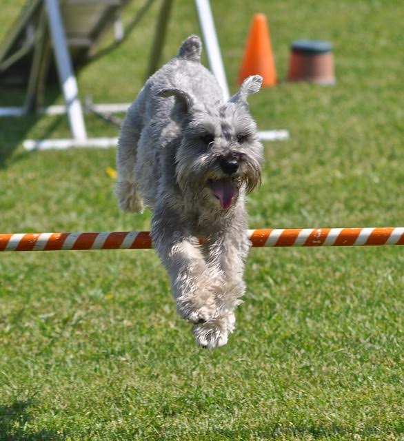 Paus-n-Train Agility & Obedience | 300 Lindsay Rd, Selwyn, ON K9J 0C5, Canada | Phone: (705) 740-0774