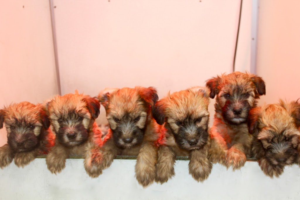 Elevage All Stars Wheaten Terrier | 2150 Rue Fradet, Drummondville, QC J2B 1N7, Canada | Phone: (819) 850-8881