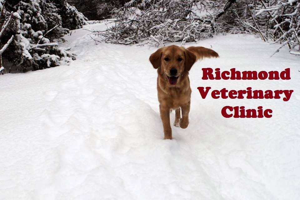 Richmond Veterinary Clinic | 203 Richmond Blvd, Napanee, ON K7R 3Z9, Canada | Phone: (613) 354-2330