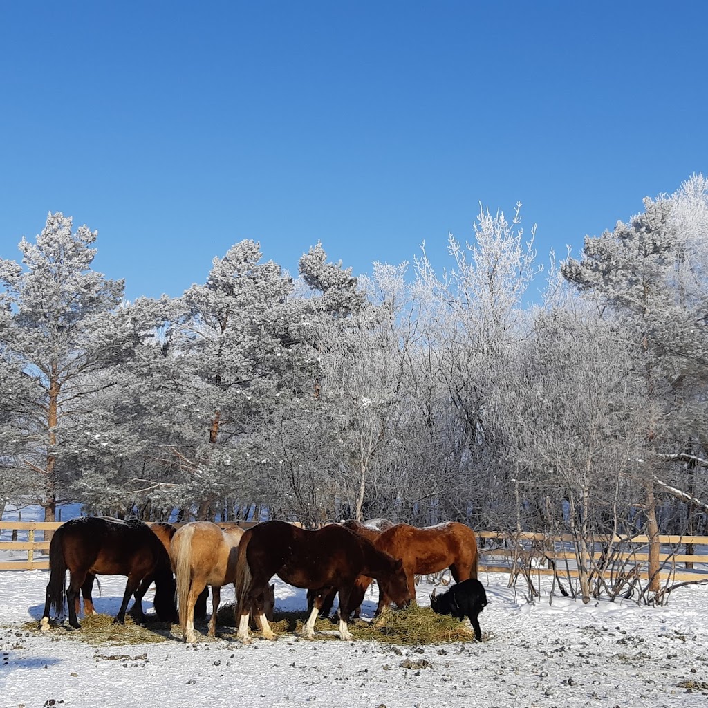 Marsh River Ranch | 19053 Rd 11E, Morris, MB R0G 1K0, Canada | Phone: (204) 930-1619