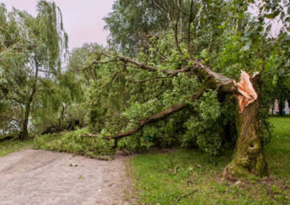 Above & Beyond Tree Service | 6346 Bishop Rd, Courtenay, BC V9J 1V3, Canada | Phone: (250) 897-5254