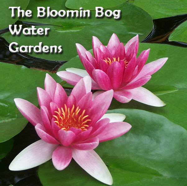 The Bloomin Bog Water Gardens | 22049 Hyde Park Rd N, Ilderton, ON N0M 2A0, Canada | Phone: (519) 666-0132