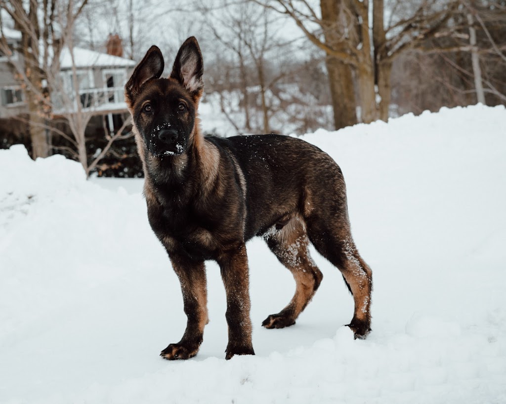 OPD-K9 German Shepherds | 1245 Beaverdale Rd, Cambridge, ON N3C 2V3, Canada | Phone: (226) 972-1720