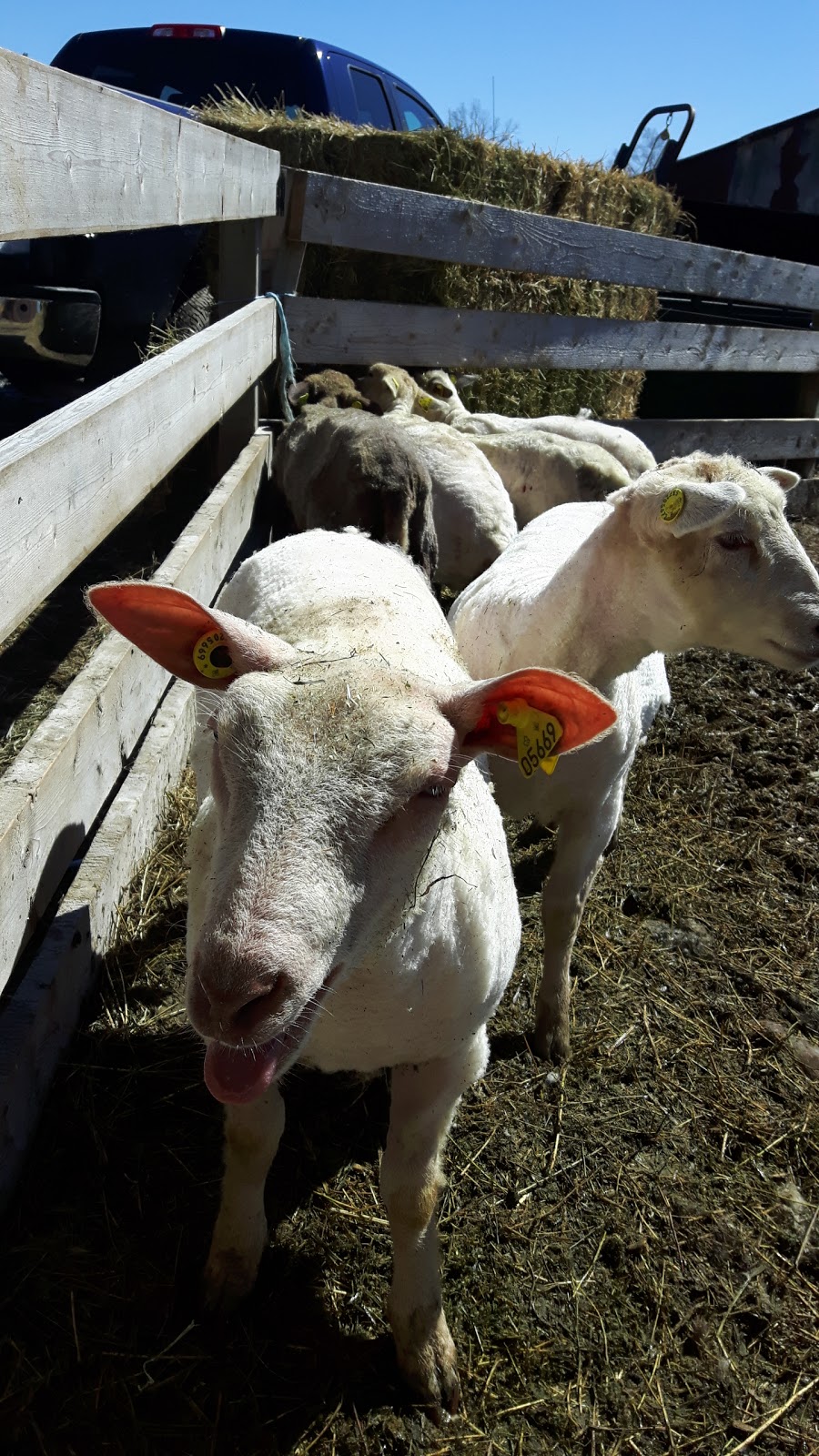 Shady Creek Lamb Co | 6021 Carp Rd, Kinburn, ON K0A 2H0, Canada | Phone: (613) 913-4994