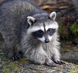 Tdot Pest Control Raccoon removal & Squirrel removal | 12 Altura Way, Brampton, ON L6P 4A1, Canada | Phone: (905) 766-3401