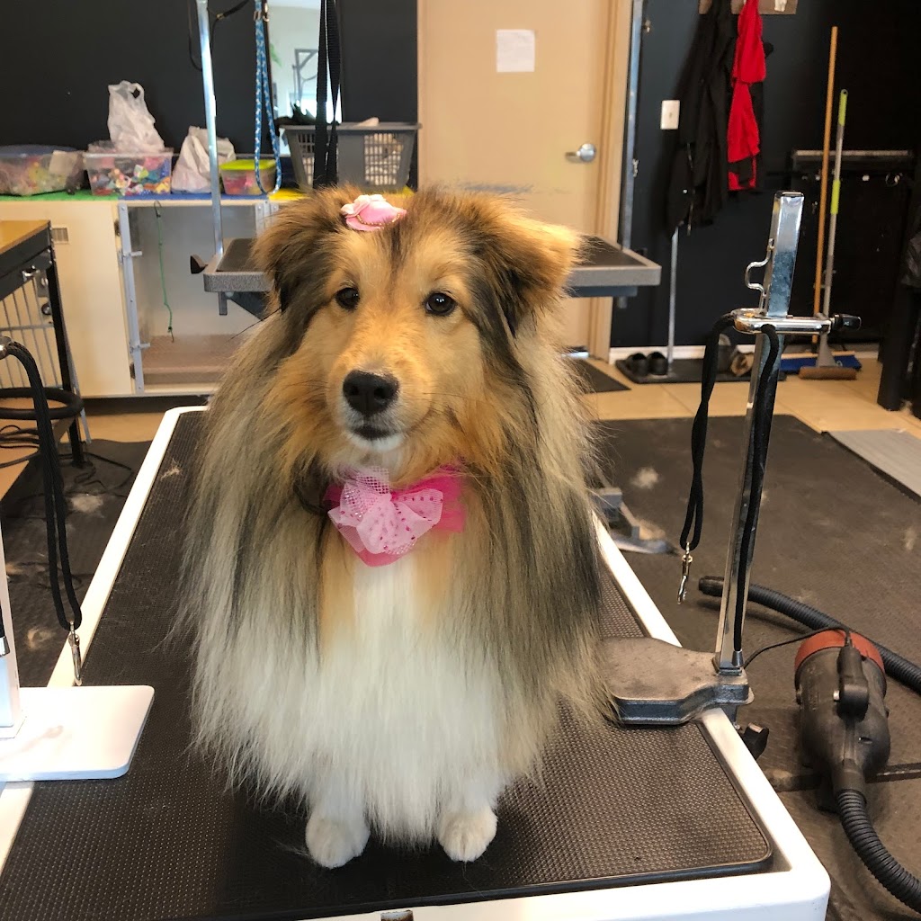 The Modern Dog Grooming Studio | 2641 Television Rd, Peterborough, ON K9J 0G6, Canada | Phone: (705) 876-9660