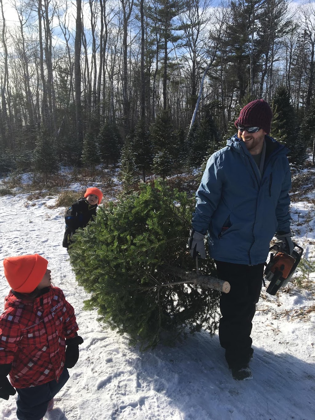 Randys U-Pick Christmas Trees | 148 Aylesford Rd, Springfield, NS B0R 1H0, Canada | Phone: (902) 547-2230