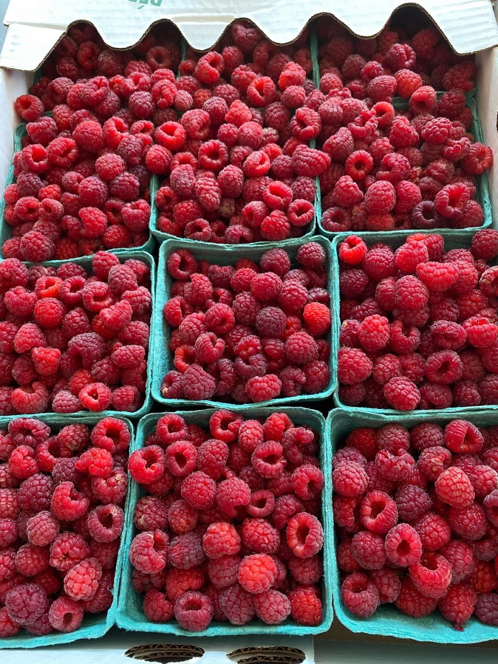 Brambleberry Farm | 9 Mitchell Rd, Wooler, ON K0K 3M0, Canada | Phone: (613) 398-8350