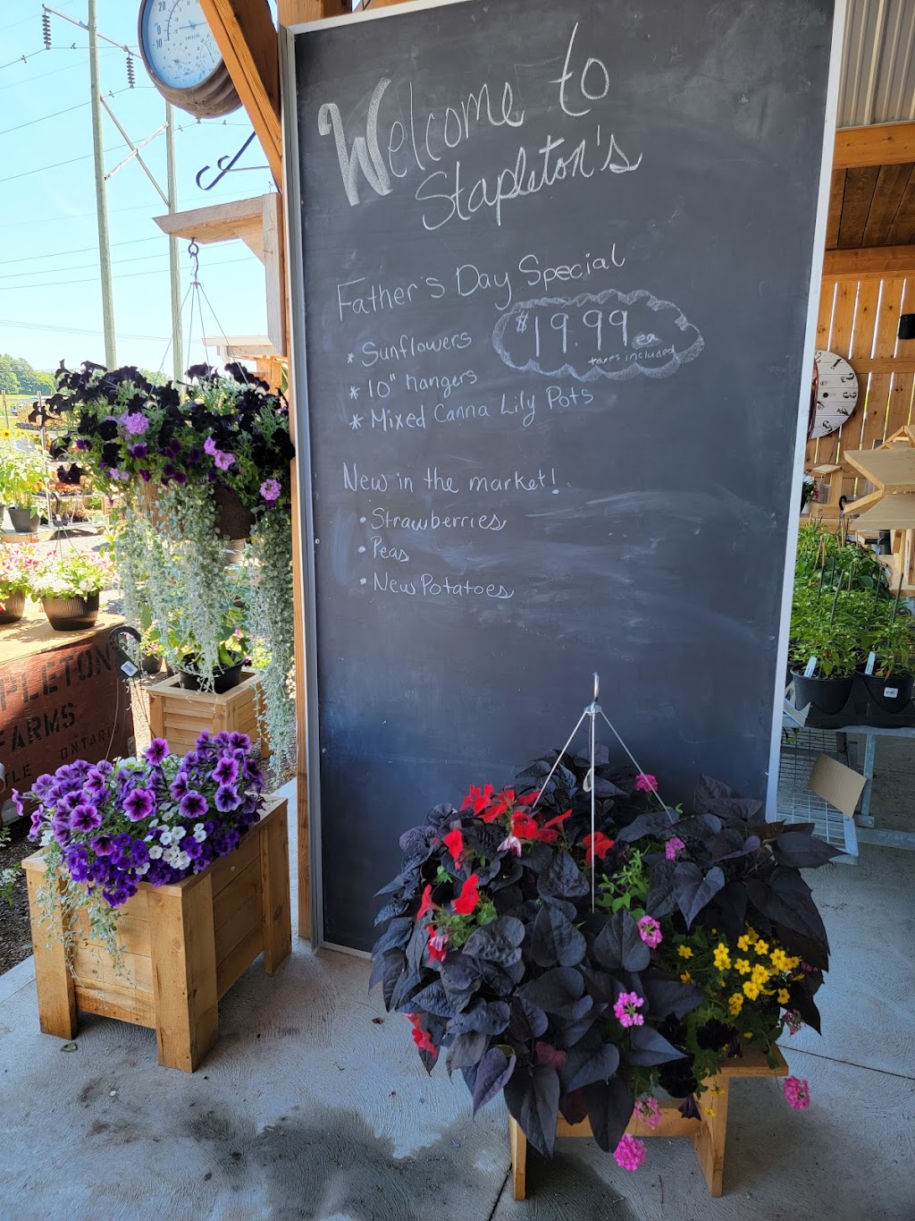 Stapleton’s Farm Market | 2708 Northumberland County Rd 28, Port Hope, ON L1A 3V6, Canada | Phone: (905) 435-5646