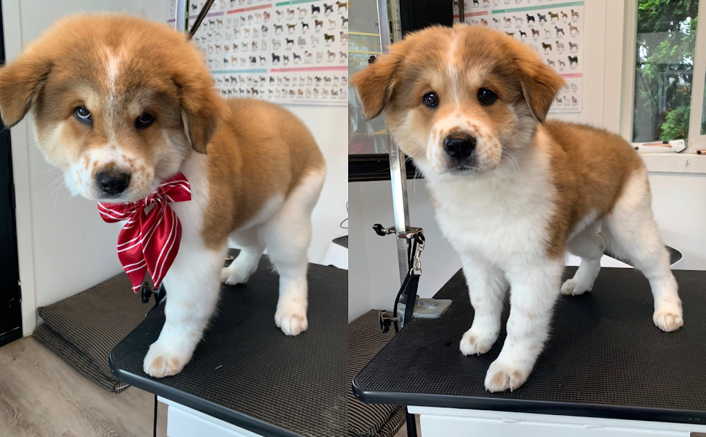 Doggy Style to PURRfection Dog and Cat Grooming Langley | 3742 204 St, Langley, BC V3A 1X4, Canada | Phone: (778) 903-0063